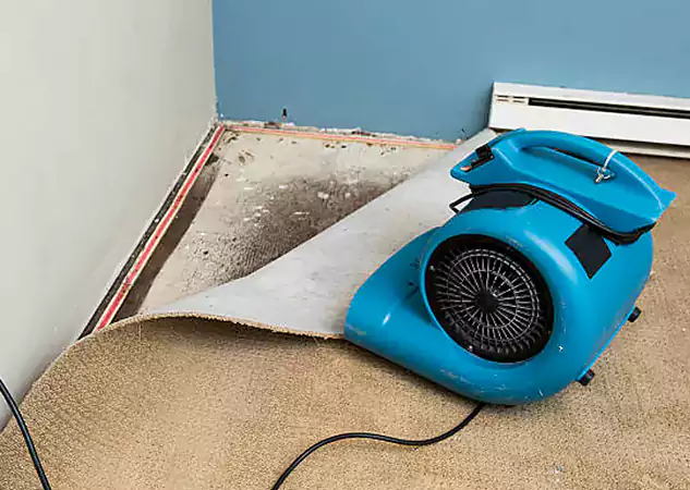 Your Water Damage Experts in Roopville, GA