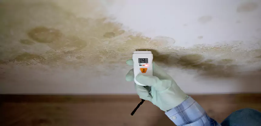 Emergency Mold Remediation in Roopville