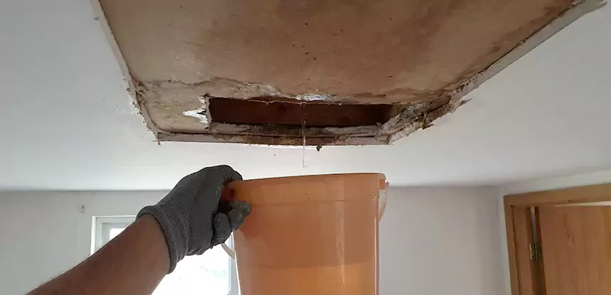 Ceiling Mold Repair Roopville