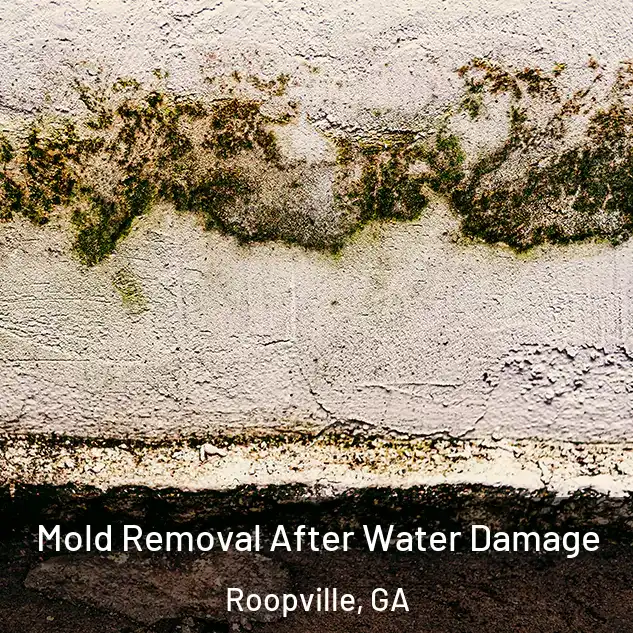  Mold Removal After Water Damage Roopville, GA